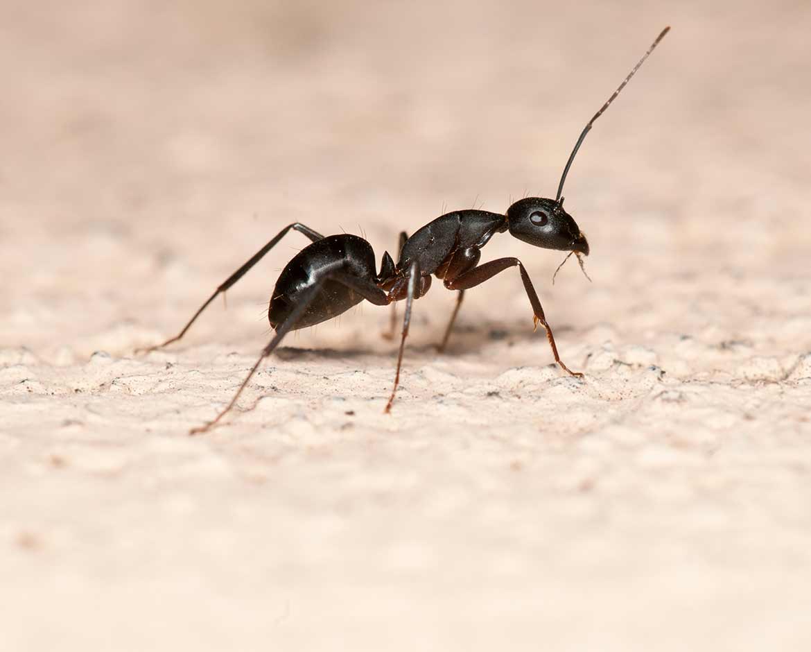 Ant Control at Custom Pest Control