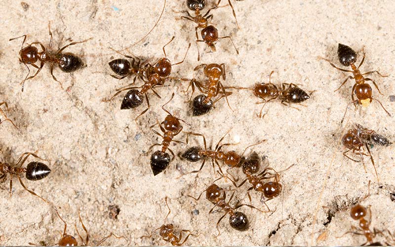 Ant Prevention Services at Custom Pest Control