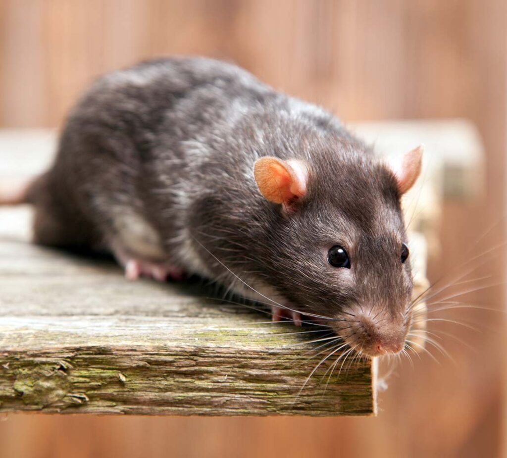 Rodent Prevention Services at Custom Pest Control