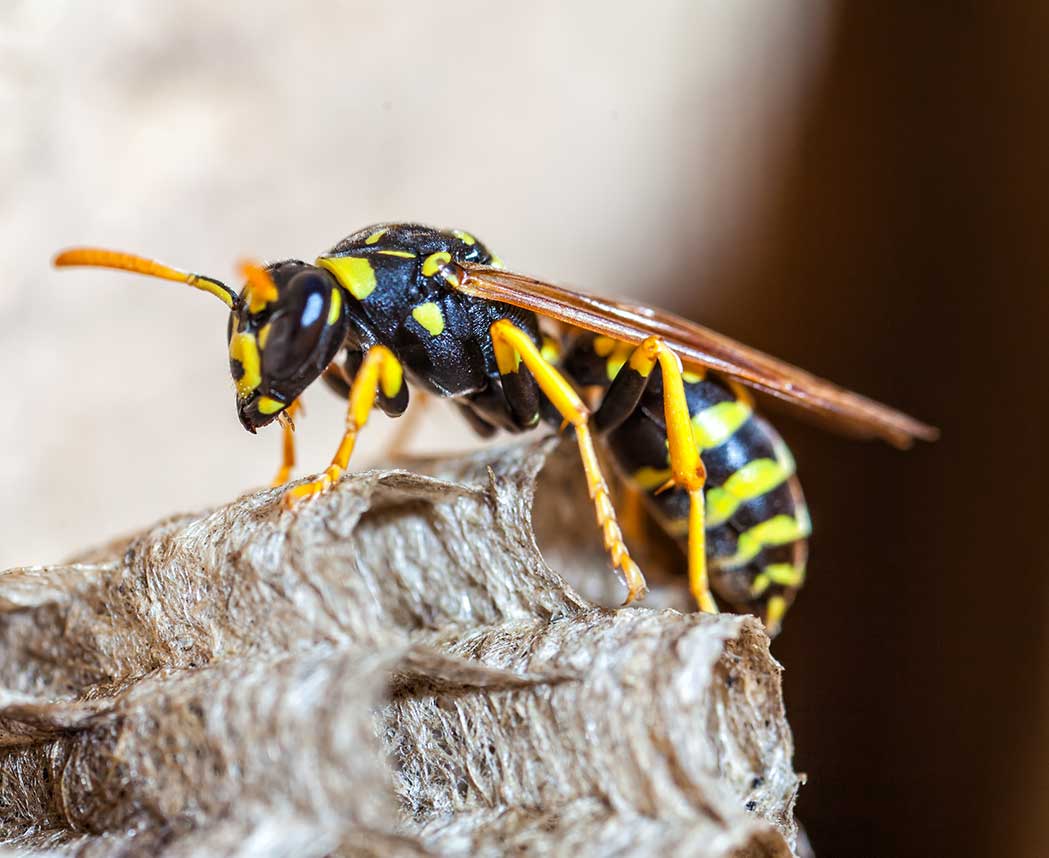 Wasp Prevention Services at Custom Pest Control