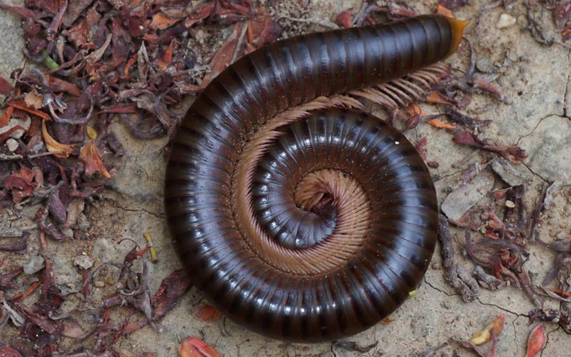 Millipedes Prevention Services at Custom Pest Control