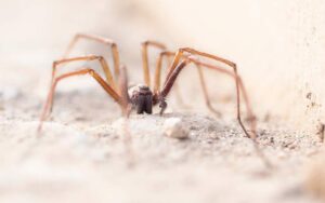 Spider Prevention at Custom Pest Control